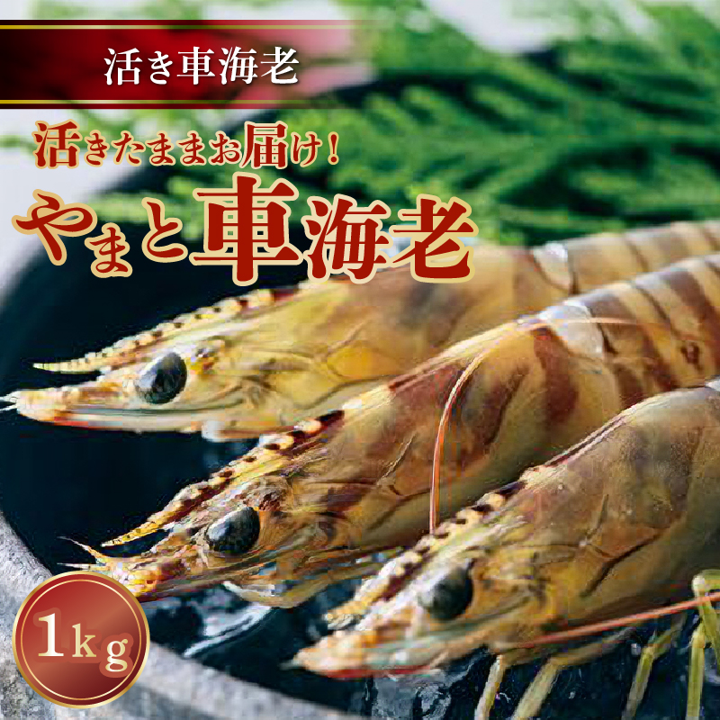 S010-008_活き車海老「やまと車海老」1kg